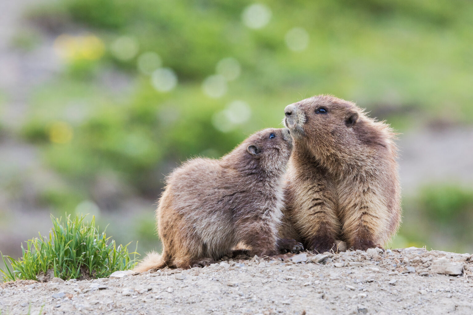 Olympic marmots, parent and youngster