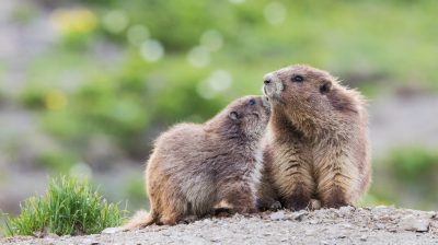 Olympic marmots, parent and youngster